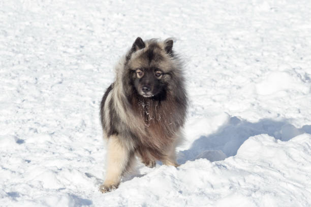 istock Cute deutscher wolfspitz puppy is looking at the camera. Keeshond or german spitz. Pet animals. 1217644473