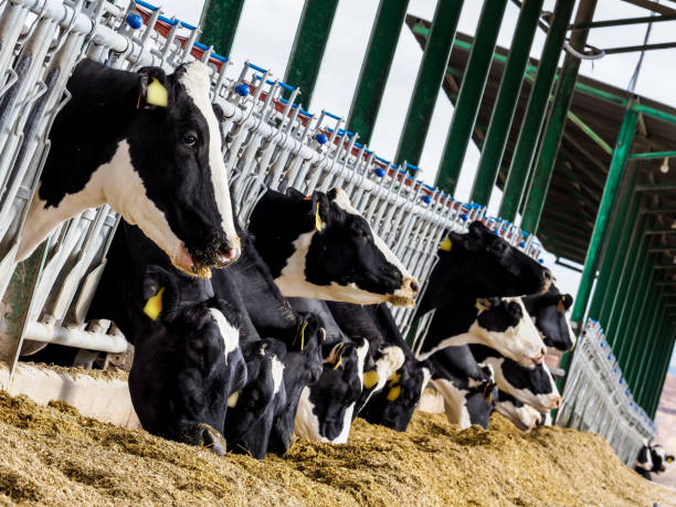 istock Calf and cow farm 1217645080