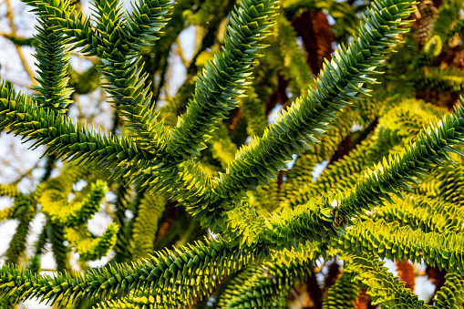 Monkey puzzle tree branches in springtime in a UK public park.