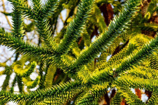 Monkey puzzle tree Monkey puzzle tree branches in springtime in a UK public park. araucaria araucana stock pictures, royalty-free photos & images