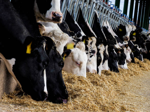 istock Calf and cow farm 1217645214