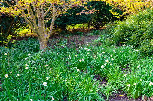 Daffodil flowers under trees in a UK public park.