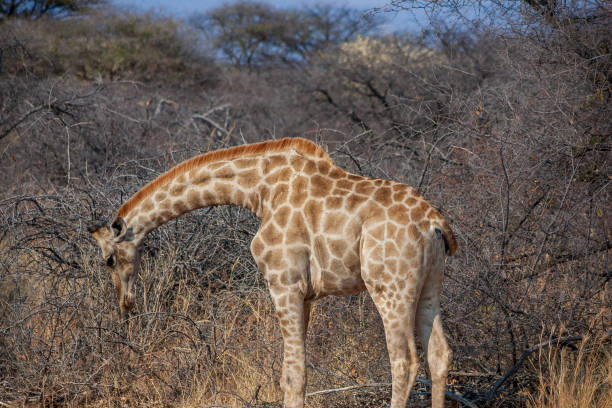 istock A lone giraffe in Etosha National Park, Namibia 1217646164