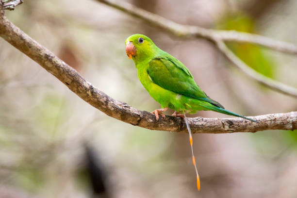 istock Plain Parakeet photographed in Linhares, Espirito Santo. 1217646190