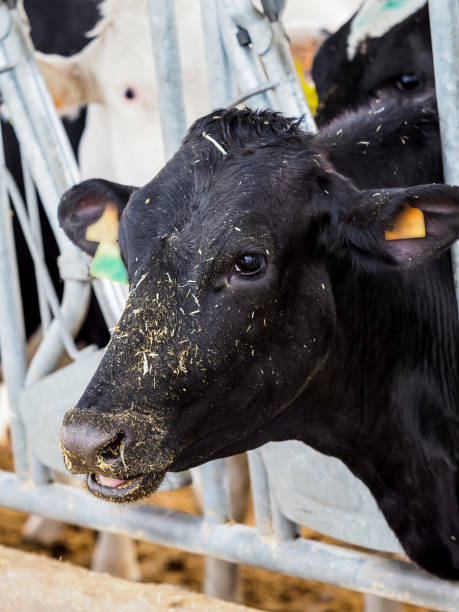 istock Calf and cow farm 1217646368