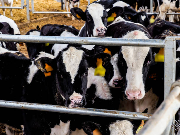 istock Calf and cow farm 1217646527