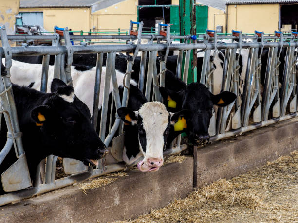 istock Calf and cow farm 1217646548