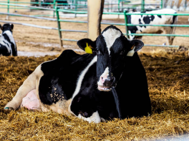 istock Calf and cow farm 1217646569