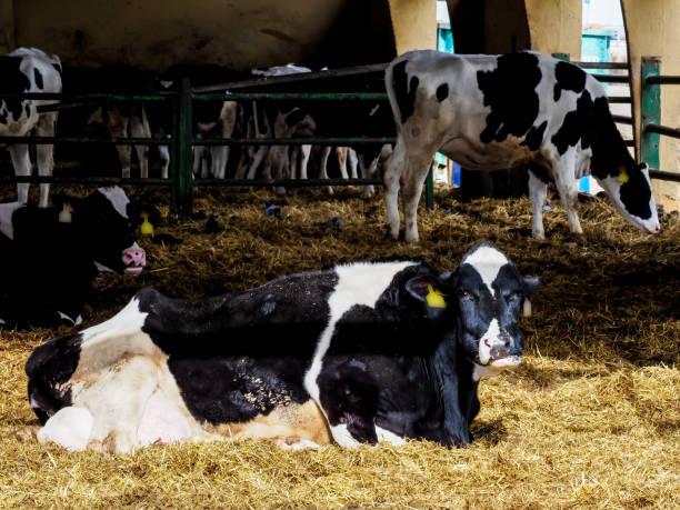 istock Calf and cow farm 1217646596