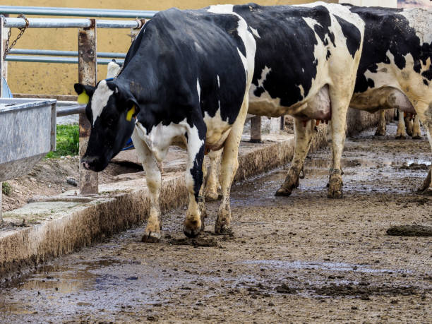 istock Calf and cow farm 1217646627