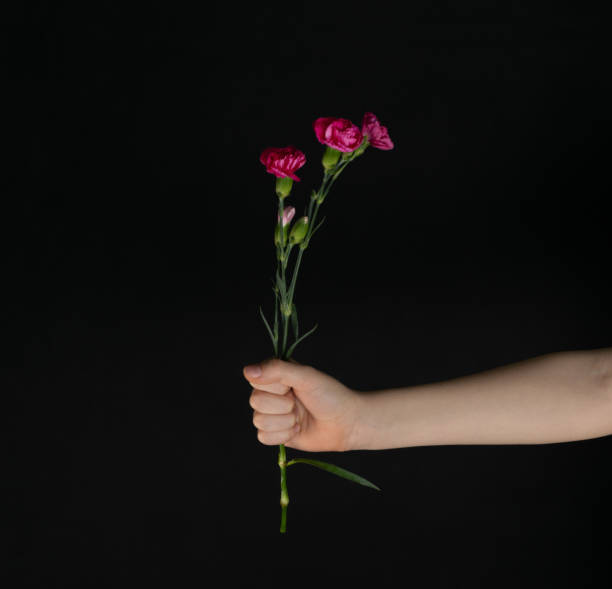 istock Fresh Carnation Flower Bouquet Dianthus or Schabaud 1217647765