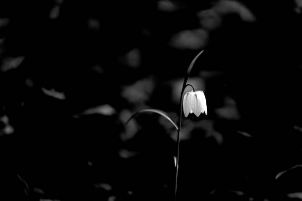 White fritillary flower in springtime isolated against a black background.