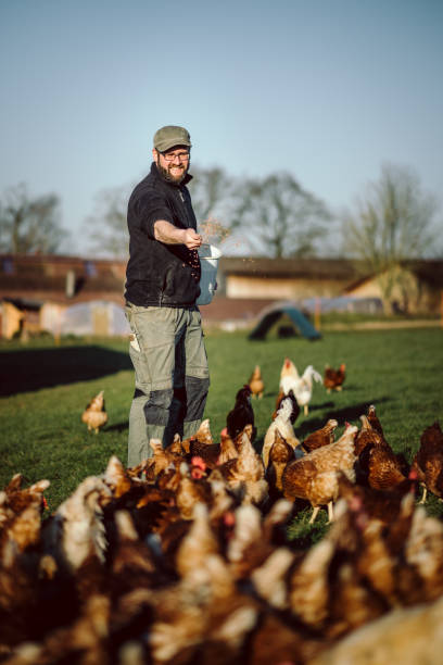 istock young attractive bearded farmer is feeding free-range organic chickens in appropriate husbandry. 1217648292