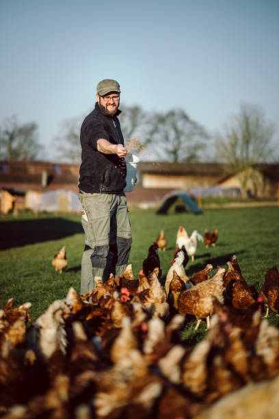 young attractive bearded farmer is feeding free-range organic chickens in appropriate husbandry. stock photo
