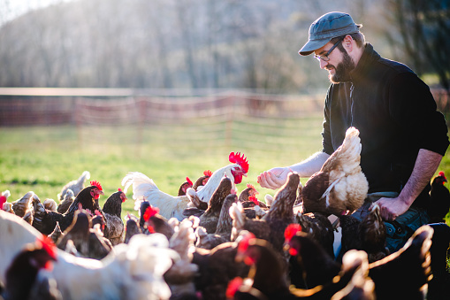 young attractive bearded farmer is feeding free-range organic chickens in appropriate husbandry.