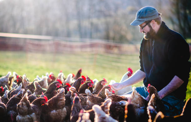 istock young attractive bearded farmer is feeding free-range organic chickens in appropriate husbandry. 1217648339