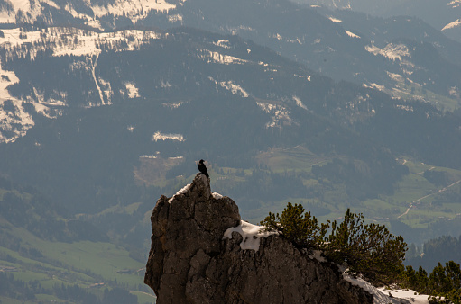 Mountains with snow with black bird, Alps, Austria