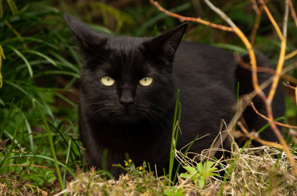 istock Black cat with beautiful eyes sits in a green grass, chill 1217649255