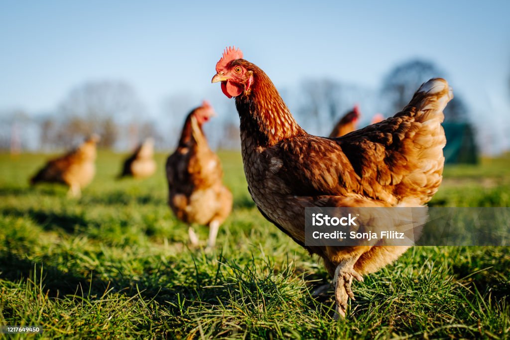 Chicken or hen on a green meadow. Chicken or hen on a green meadow. Selective sharpness. Several chickens out of focus in the background Chicken - Bird Stock Photo