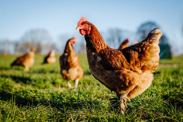 Chicken or hen on a green meadow. Chicken or hen on a green meadow. Selective sharpness. Several chickens out of focus in the background domestic animals stock pictures, royalty-free photos & images