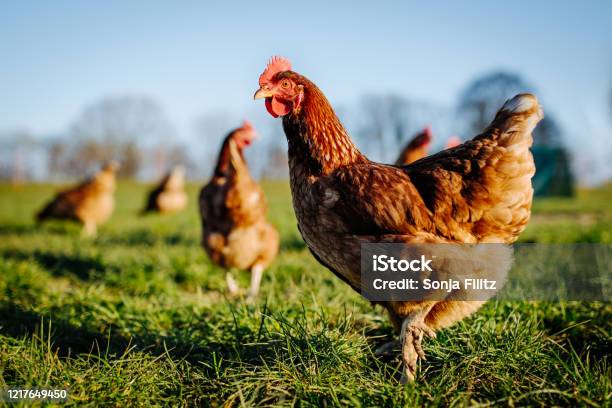 Chicken Or Hen On A Green Meadow Stock Photo - Download Image Now - Chicken - Bird, Hen, Farm