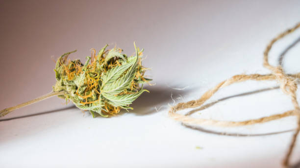 hilos de cáñamo y cogollos de marihuana medicinal, primer plano - textured bagging rope rough fotografías e imágenes de stock