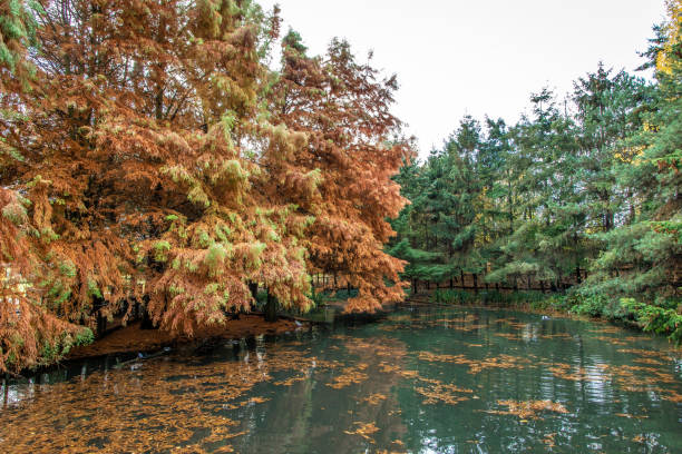 istock Old wooden bridge in the autumn 1217649760