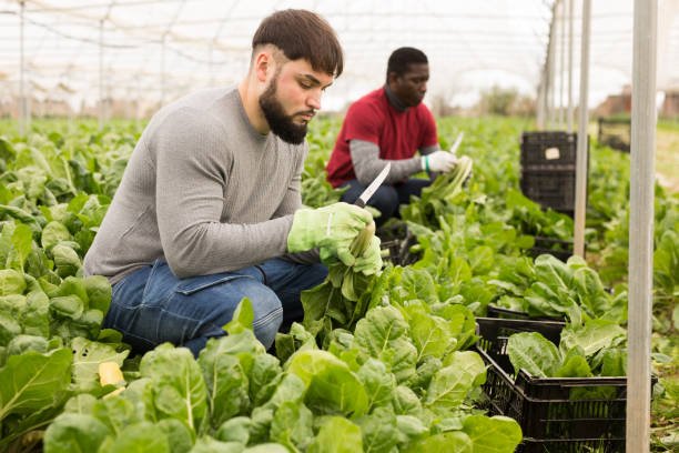 istock Young farmer harvesting Swiss chard in hothouse 1217650852