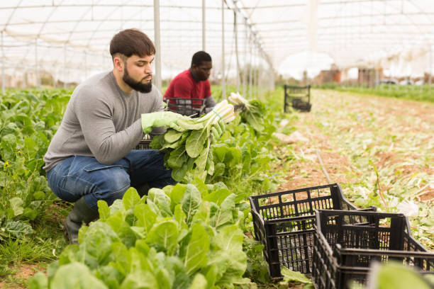istock Young worker cutting green chard on farm plantation 1217650858