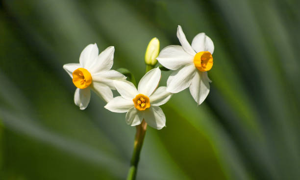 narcisse frais fowers bouquet , karaburun, izmir - flower winter narcissus daffodil yellow photos et images de collection