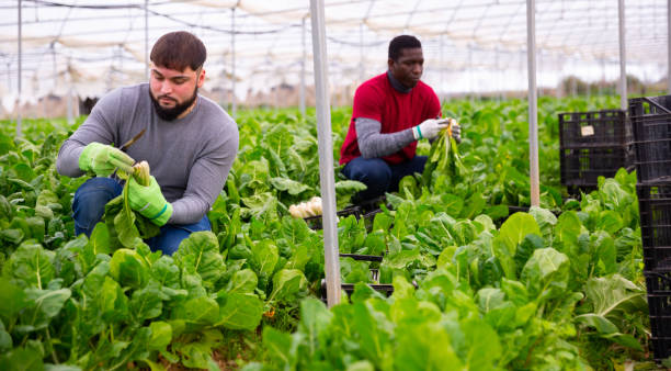 istock Hired workers harvest mangold in a greenhouse 1217650946