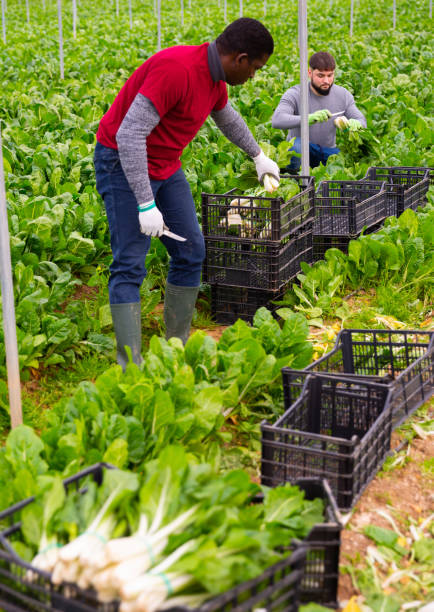 istock Afro-american man harvesting mangold in a plastic box 1217650966