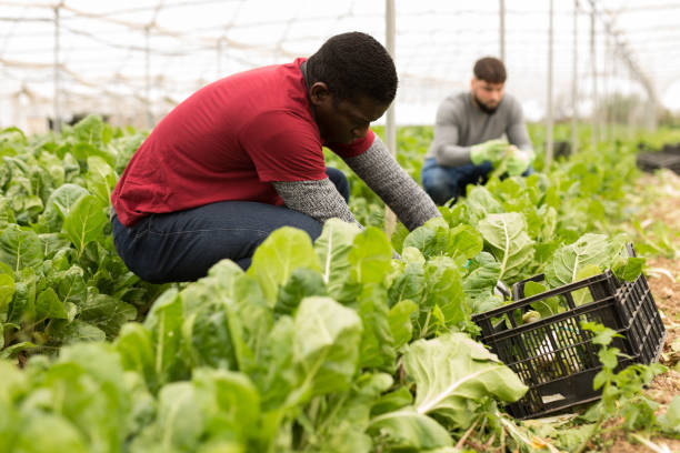 istock African-American farmer harvesting Swiss chard 1217651009