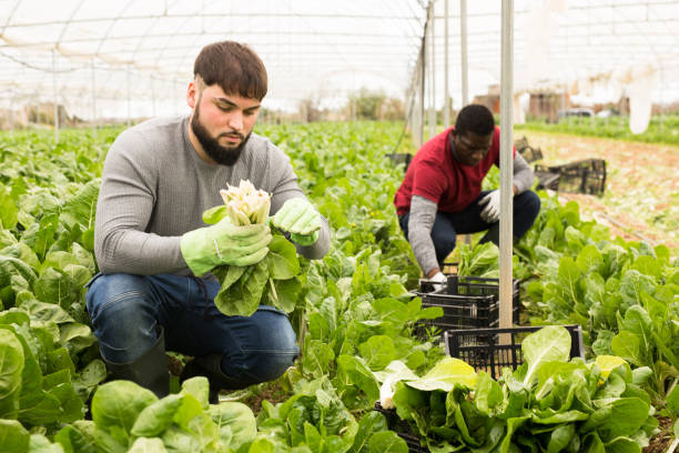 istock Young farmer harvesting Swiss chard 1217651031