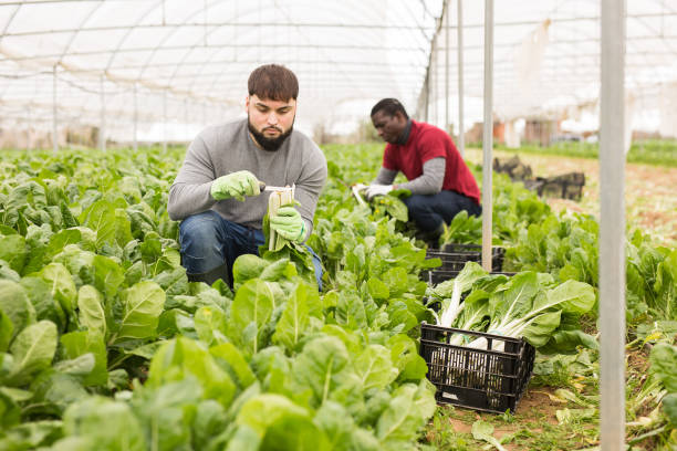 istock Chard harvesting process in a greenhouse 1217651034