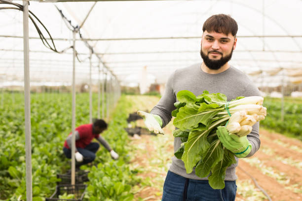 istock Successful young horticulturist with green chard 1217651038