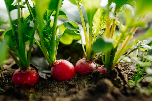 View of details of red, fresh, juicy radishes peeping out of the earth. Shallow depth of field