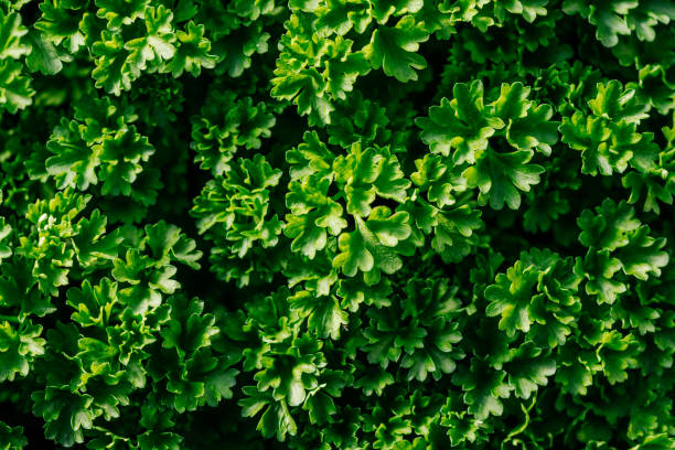 ervas, salsa fresca e enrolada a partir da vista de um pássaro - parsley herb leaf herbal medicine - fotografias e filmes do acervo