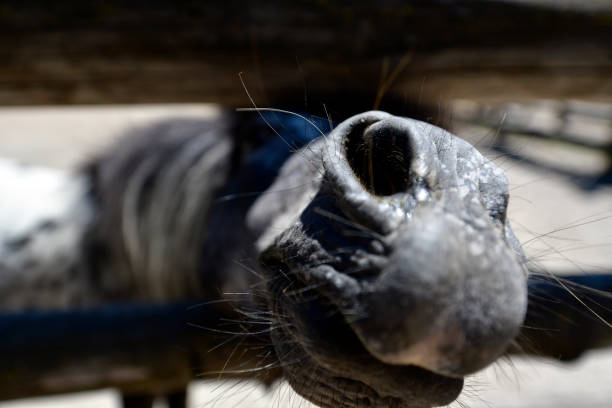 istock Pony at the zoo asks for something tasty. 1217651411