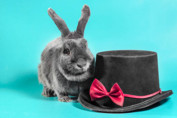 istock lop-eared dwarf rabbit next to a black cylinder hat on a turquoise background 1217653365