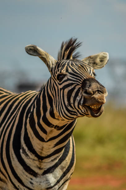 istock Cape Burchell's zebra in game reserve in South Africa 1217653899