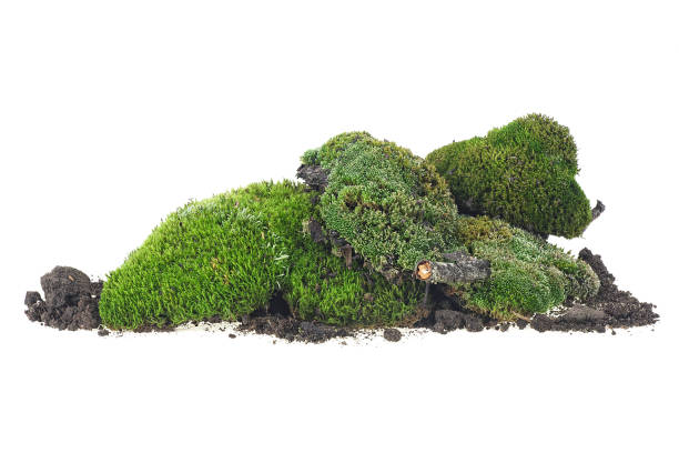 istock Green moss and pile dirt isolated on a white background 1217654553