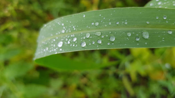 bright droplets atop long leaf of day-lily plant. blade of grass closeup. wet green grass closeup with water drops after rain. fresh plants texture. spring growth backdrop. summer herbs background - long leaf grass blade of grass imagens e fotografias de stock