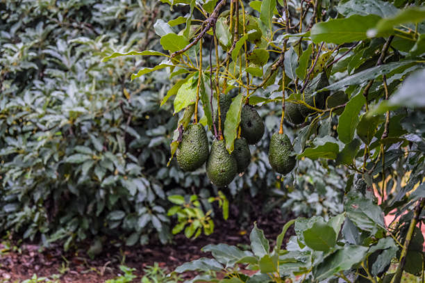 fresh raw organic green hass avocado on a farm tree in mpumalanga south africa - persea imagens e fotografias de stock