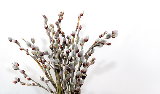 branches with willow fluffy flowers, for the holiday of Palm Sunday, on a white background