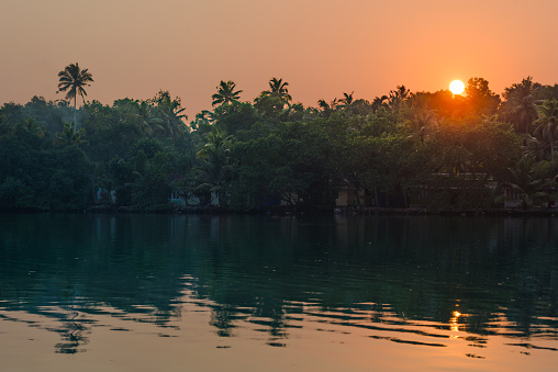 Jungle of palm trees with atmospheric haze at sunset, alonng a freswater lake in Eramallor's Backwaters, a popular tourist destination and yoga retreat in Kerala, India