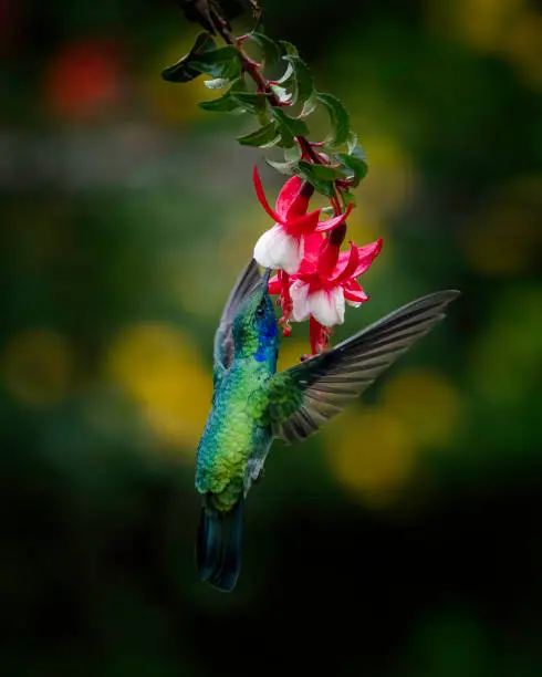 A lesser violeter hummingbird drinking nectar from a hanging pink flower