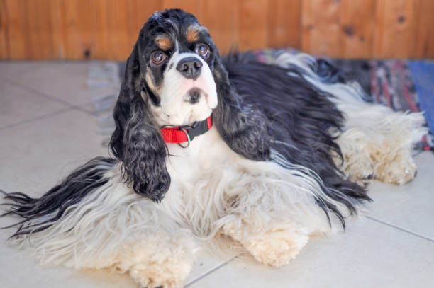 istock Adult cute tri-color American Cocker Spaniel 1217659048
