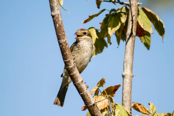 istock The sparrow that sings on the tree branch in Turkey 1217659112