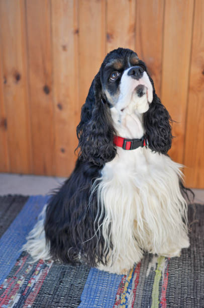 istock Adult cute tri-color American Cocker Spaniel 1217659215